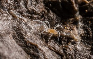 Nova vrsta grinje iz porodice Rhagidiidae, Jamski sustav Lukina jama – Trojama (M. Pavlek)
